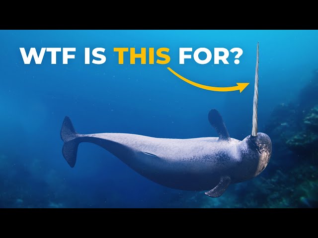 The Insane Biology of: The Narwhal