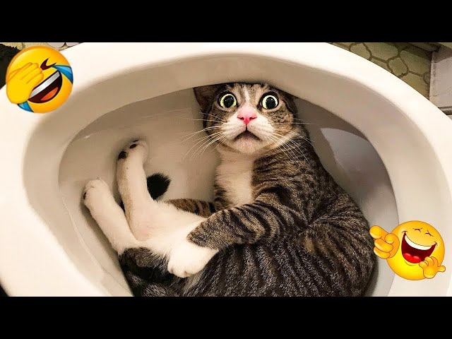 Skibidi Toilet Cat and Funniest Dogs 😅 Trending Funny Animals 😹