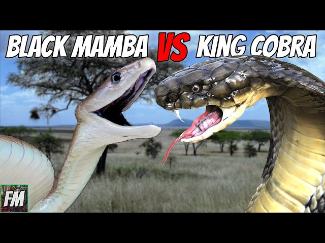 Black Mamba vs King Cobra - Which is more Dangerous?