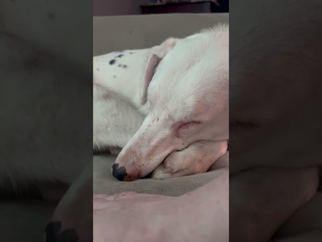 How to Wake a Blind & Deaf Dog