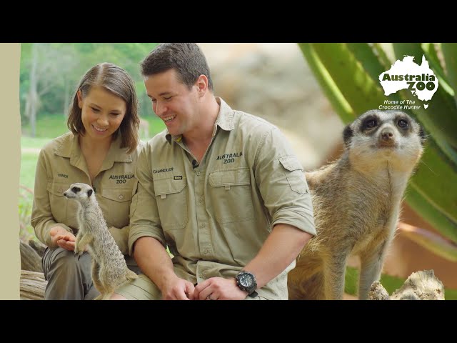 Meet the Meerkats with Bindi and Chandler | Australia Zoo Life