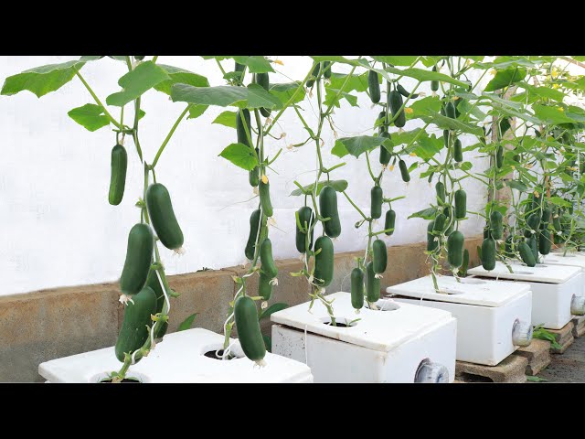 A special method of growing baby cucumbers at home - Fruits come out a lot from the root to the top