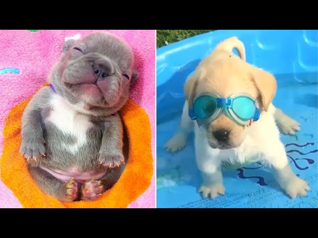 Baby Dogs 🔴 Cute and Funny Dog Videos Compilation #9 | 30 Minutes of Funny Puppy Videos 2023