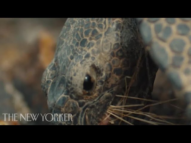 Saving the desert tortoise from extinction
