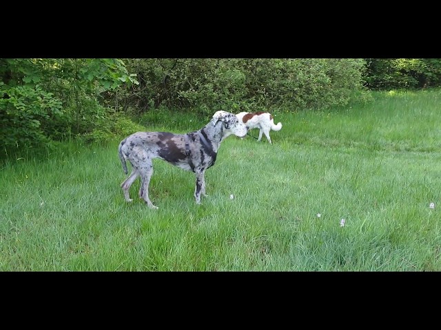 Dogge und Tierheim Hund aus Rumänien Spaziergang