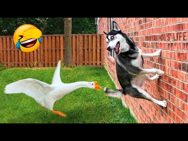 Funniest Animals 2024: 😺 Funny Cat and Dog Videos 🐈 Life Funny Pets 😸 Part 8