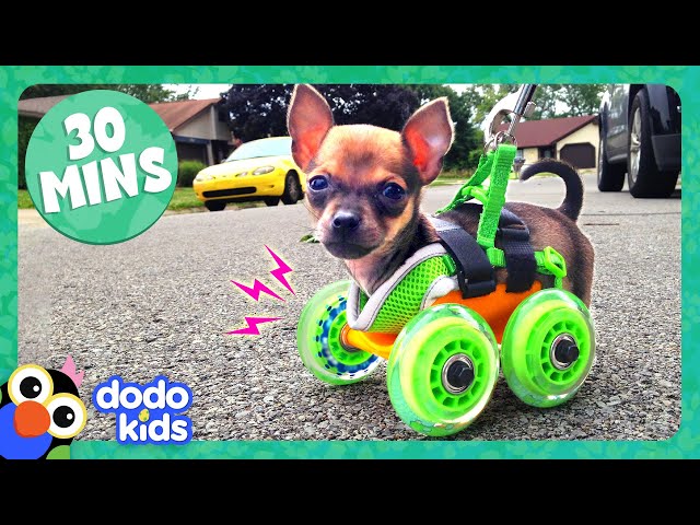 30 Minutes Of Animals Who Love Their High-Tech Humans | Dodo Kids | Animal Videos For Kids