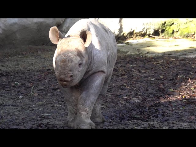 Endangered Baby Rhino Gets A Name: Meet Tamu!
