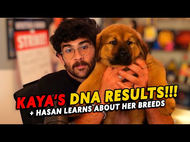 Hasanabi reacts to KAYA's DNA results TIBETAN MASTIFF? Kaya Breed videos