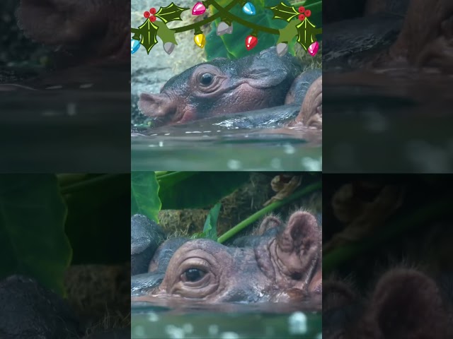 Happy holidays from hippos having a hoot at the San Diego Zoo #shorts