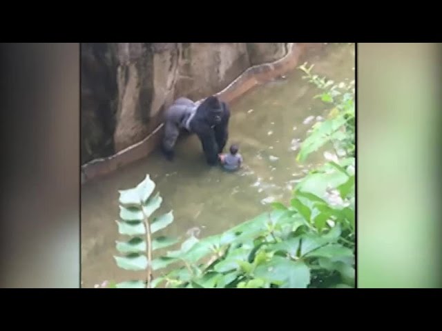 Gorilla killed after handling 4-year-old boy who got into enclosure