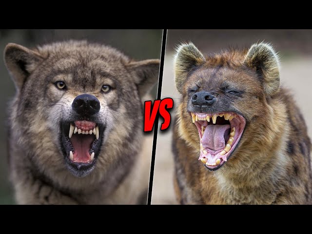 GREY WOLF VS SPOTTED HYENA - Who Would Win?