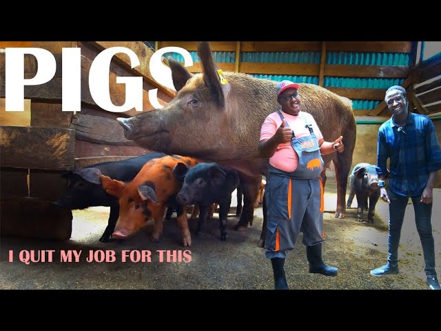 He Quit His Job To Start A Dream Mega Pig Farm