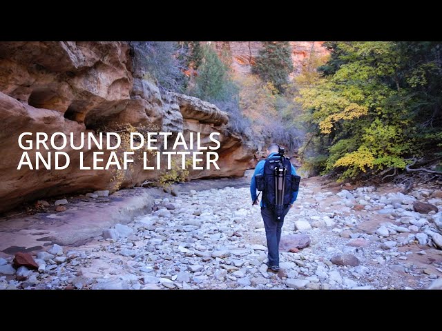 Searching For Leaf Litter | Large Format Photography Fall 2021 - Episode 8