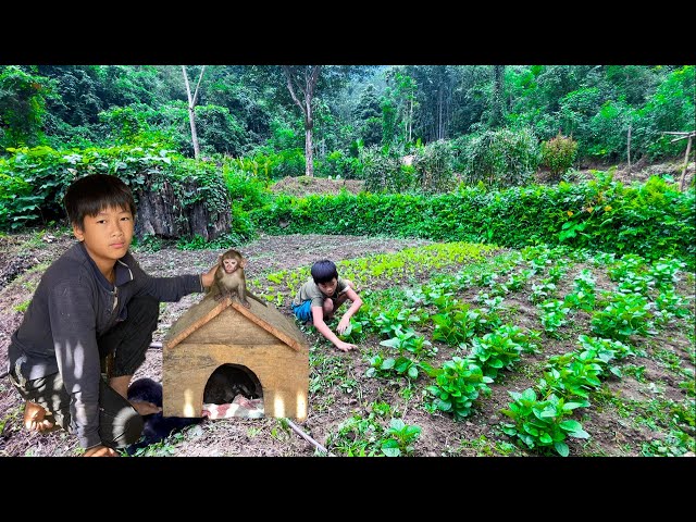 Expand the Farm to Grow More Vegetables, Build a Cabin for Dogs to Avoid the Winter Cold #boy #diy