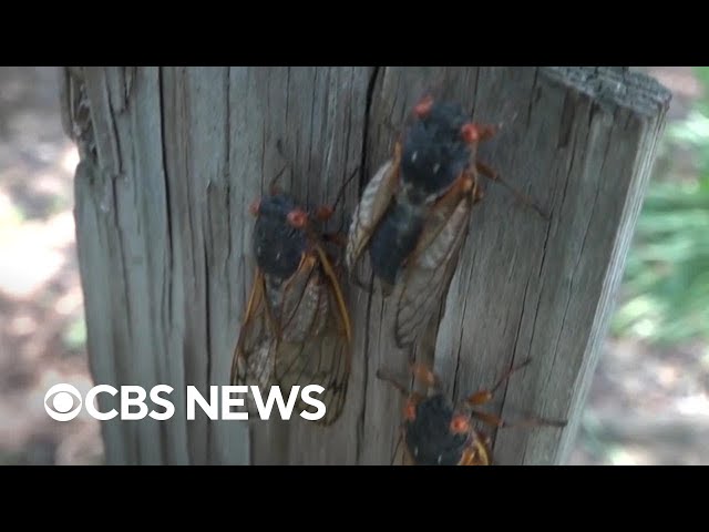 Trillions of cicadas emerge across U.S.