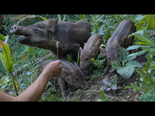 Newborn Wild Boars And Taming Instincts, Survival Instinct, Wilderness Alone, survival, Episode 152