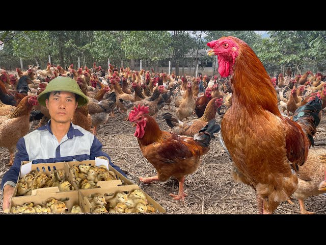 165 days: Start a business with a free-range chicken farming model.