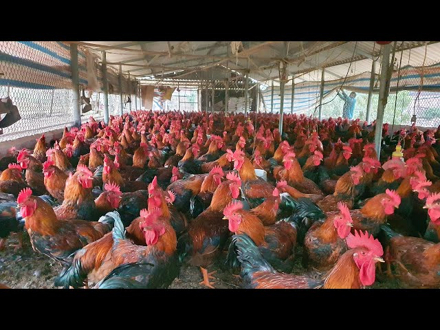 AMAZING FARM: Raising & feeding nearly 10 thousand hungry Chicken and Rooster