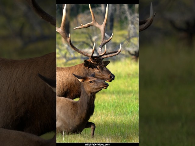 Magnificent Bull Elk Herding and Courting During Rut