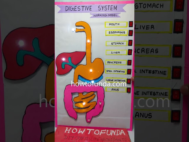 digestive system working model with led lights and switches - #shorts  | howtofunda