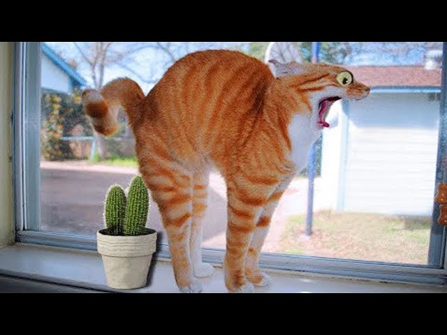 Funniest Animals 2023 😁 Best Funny Cats and Dogs Videos 😹🐶 Part 10