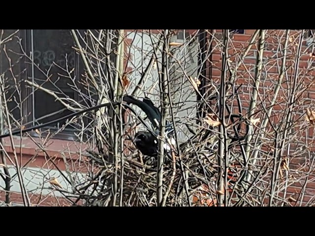 Magpies building a nest. Sarpsborg - Norway
