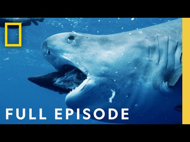 Maui Shark Mystery (Full Episode) | SPECIAL