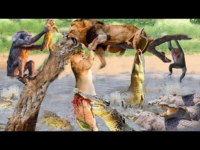 Lion Vs Crocodile, Monkey_ Crocodile And Monkey Kill Lion Cub To Revenge .What Wil Mother Lion Do?