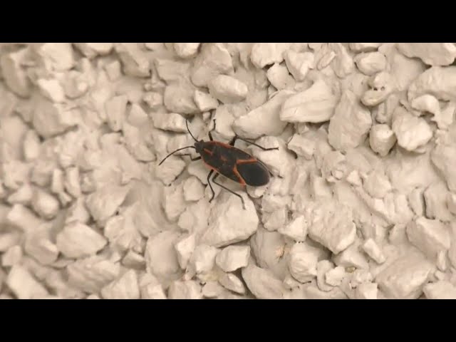 Couple's home in Saskatoon has been overrun by maple bugs
