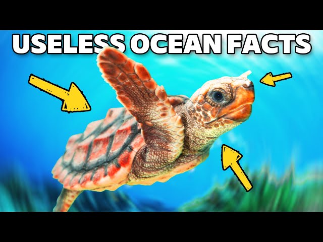 10 Solid Minutes Of Useless Ocean Facts