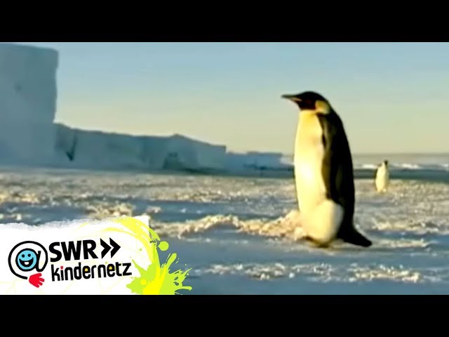Warum tragen Pinguine einen Frack? | OLI's Wilde Welt | SWR Kindernetz