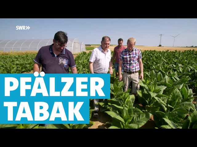 Wie Tabakbauern in der Südpfalz um ihre Existenz kämpfen