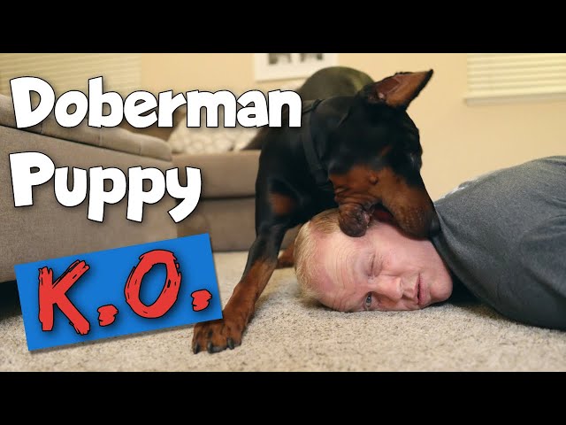 The 3 Major First-Year Struggles of Doberman Ownership