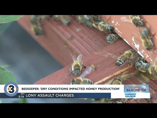 Beyond the Barometer: Janesville beekeeper says dry summer impacted honey production