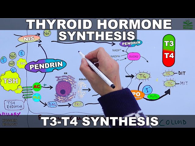 Thyroid Hormone Synthesis | T3 - T4