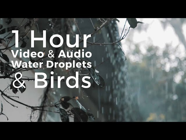 1 Hour - Water Droplets and Birds tweeting. Stunning video and audio for Relaxation.