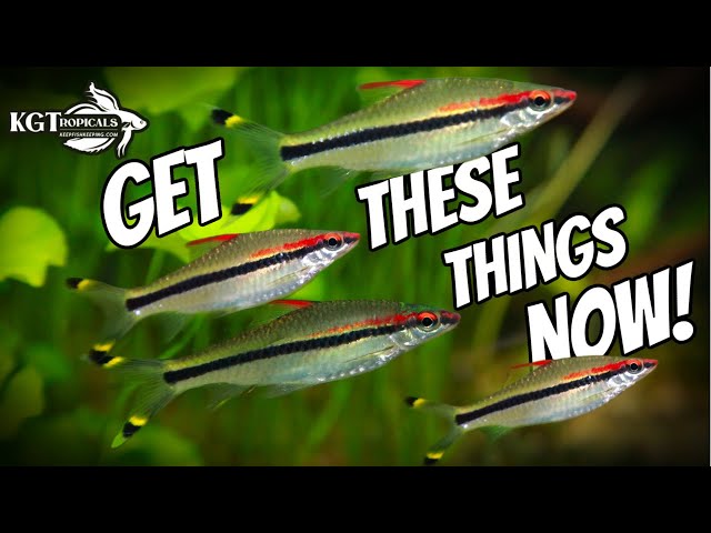 Don't Get A Fish Tank If You Don't Have These Things! Top Items For Fish Keepers