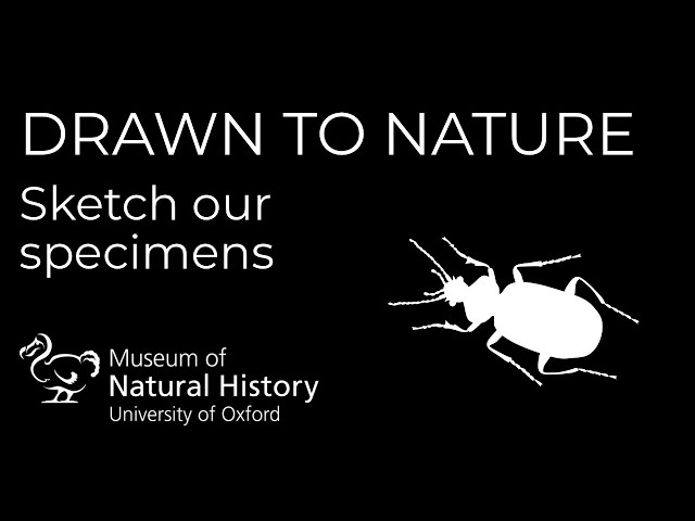 Drawn to Nature: Beetles