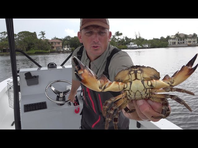CRAB {Catch Clean Cook} Blue Crab, King Crab, Snow Crab, Stone Crab, Dungeness Crab- TASTE TEST