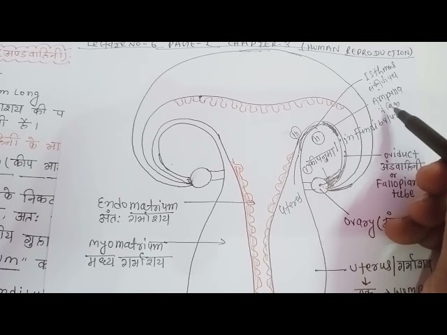 human reproduction lecture no-7 fallopian tube