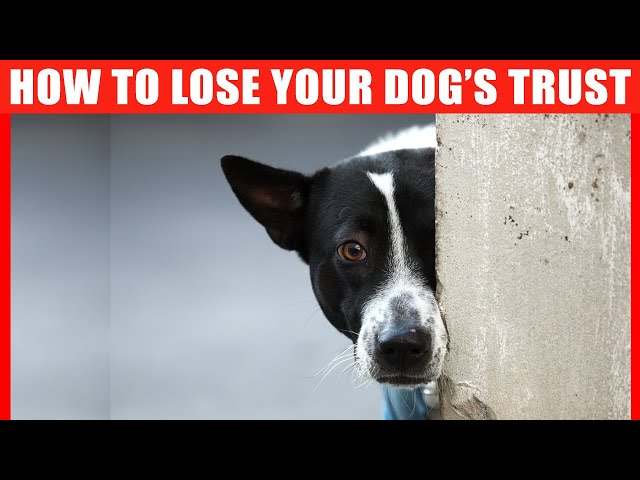 15 Ways to Lose Your Dog's Trust