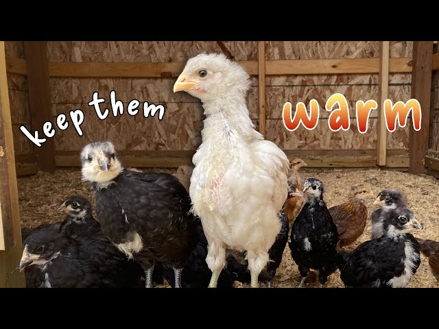 Raising Chicks In Cold Weather?? | Why FALL Might Be The Best Time For Baby Backyard Chickens