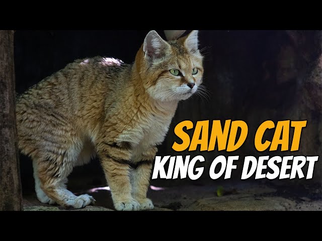 Why Is Sand Cat The King of The Desert?