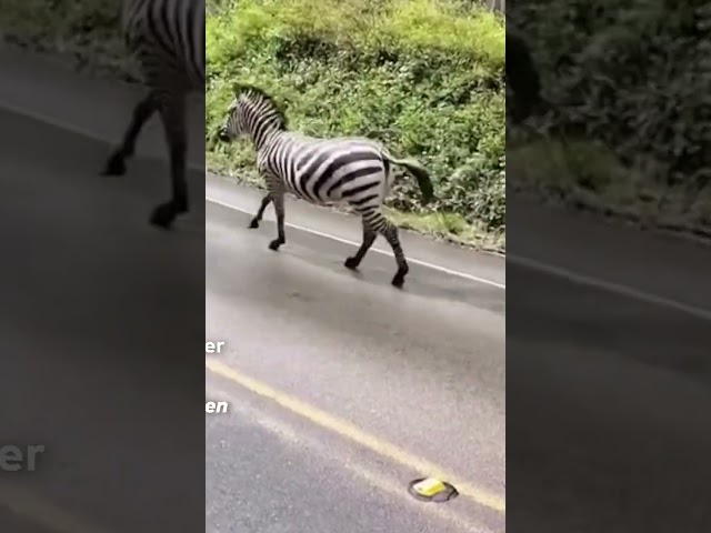WASHINGTON: Ausgebüxte Zebras legen den Verkehr lahm! | WELT #shorts