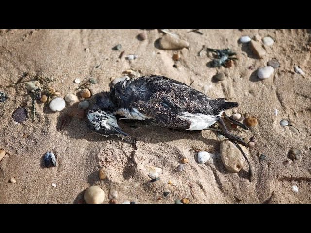 Unusual numbers of dead seabirds found on French shores | REUTERS