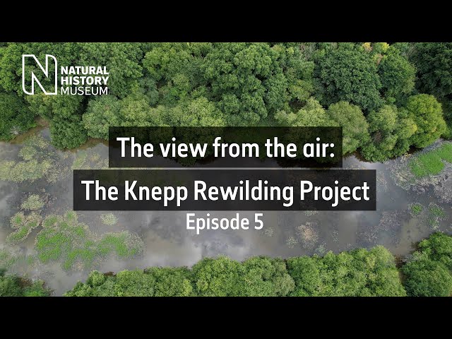 The view from the air: Knepp Rewilding Project | Ep 5 | Natural History Museum
