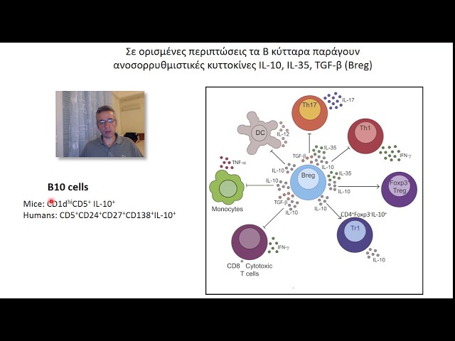 Β λεμφοκύτταρα: Δράση αντισωμάτων και κυττοκινών-ρυθμιστικά Β λεμφοκύτταρα