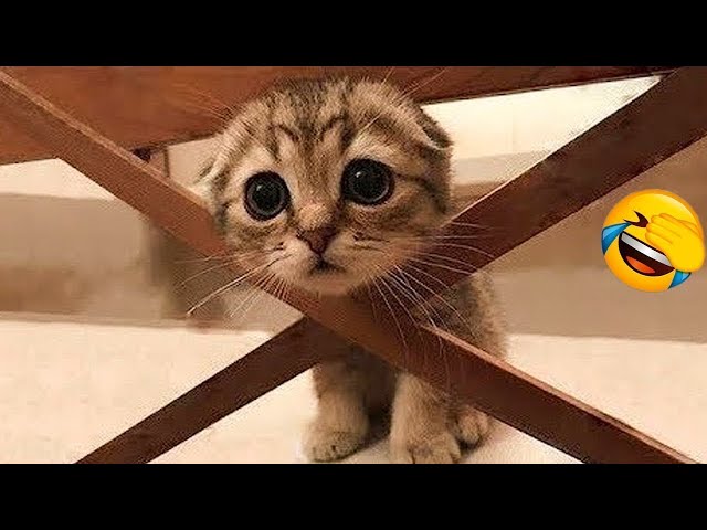 Funniest Animals 🤣 New Funny Cats and Dogs Videos 😹🐶 Part 25