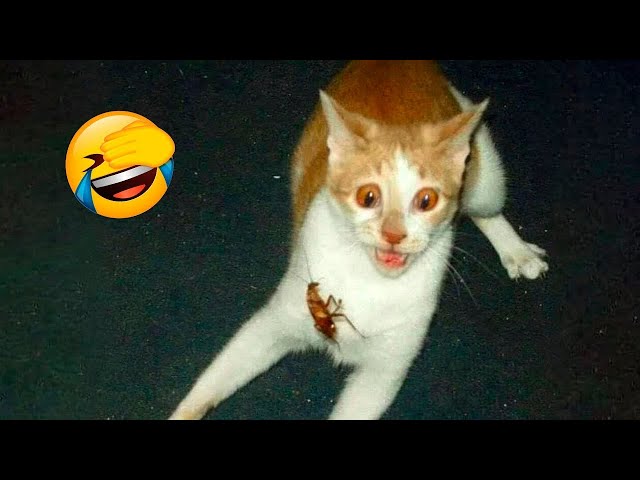 Funniest Animals 2024: 😺 Funny Cat and Dog Videos 🐈 Life Funny Pets 😸 Part 3